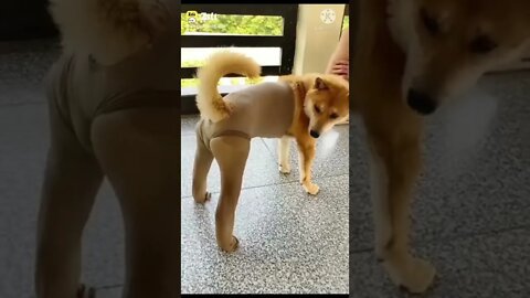 New Funny video 2022, viral video 2022, viral funny video, viral funny shorts, how to make funny