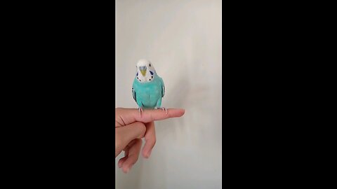 Male Budgie