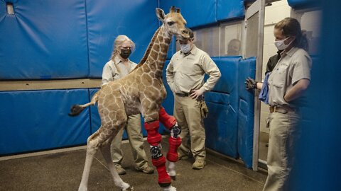 Bracing For Her Future: Baby Giraffe Fitted With Orthotic