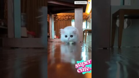 cute cat videos 😹 funny videos 😂 588 😻
