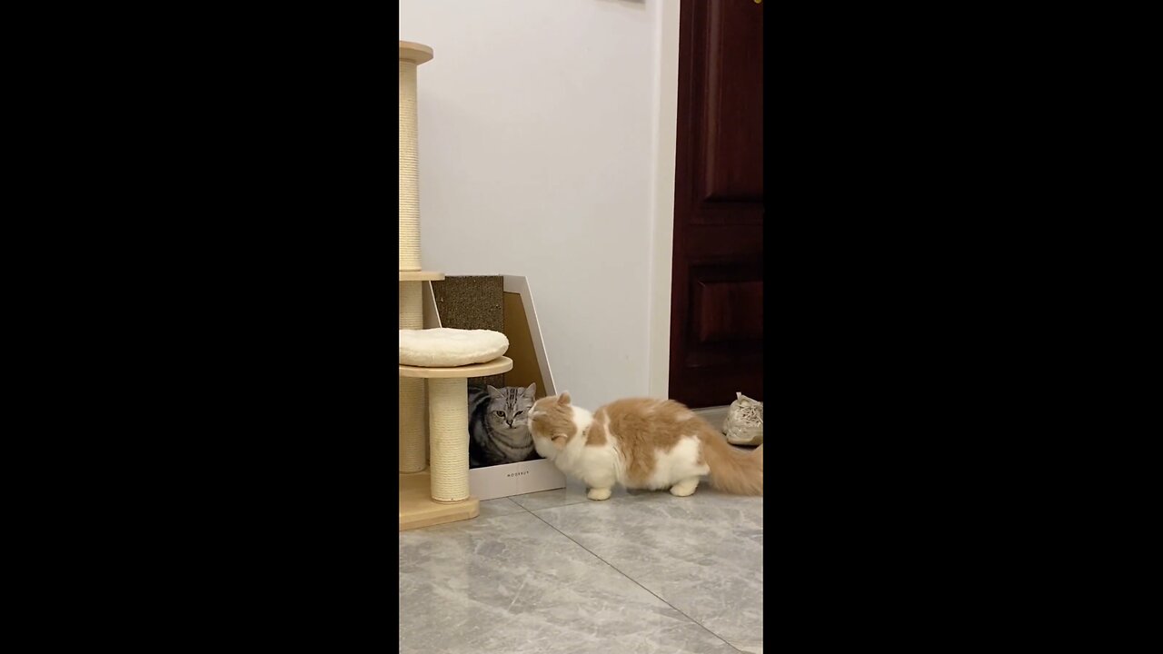 🤣The cat got angry with her husband🫢