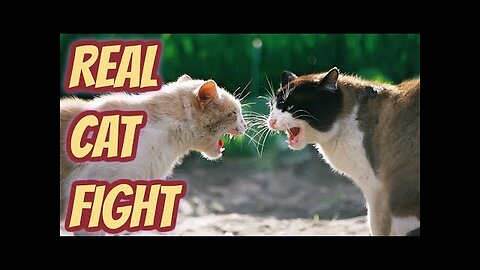 Real 🐈 fight see what happend in end #cats