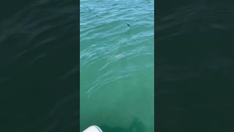 #babyshark in the chum line