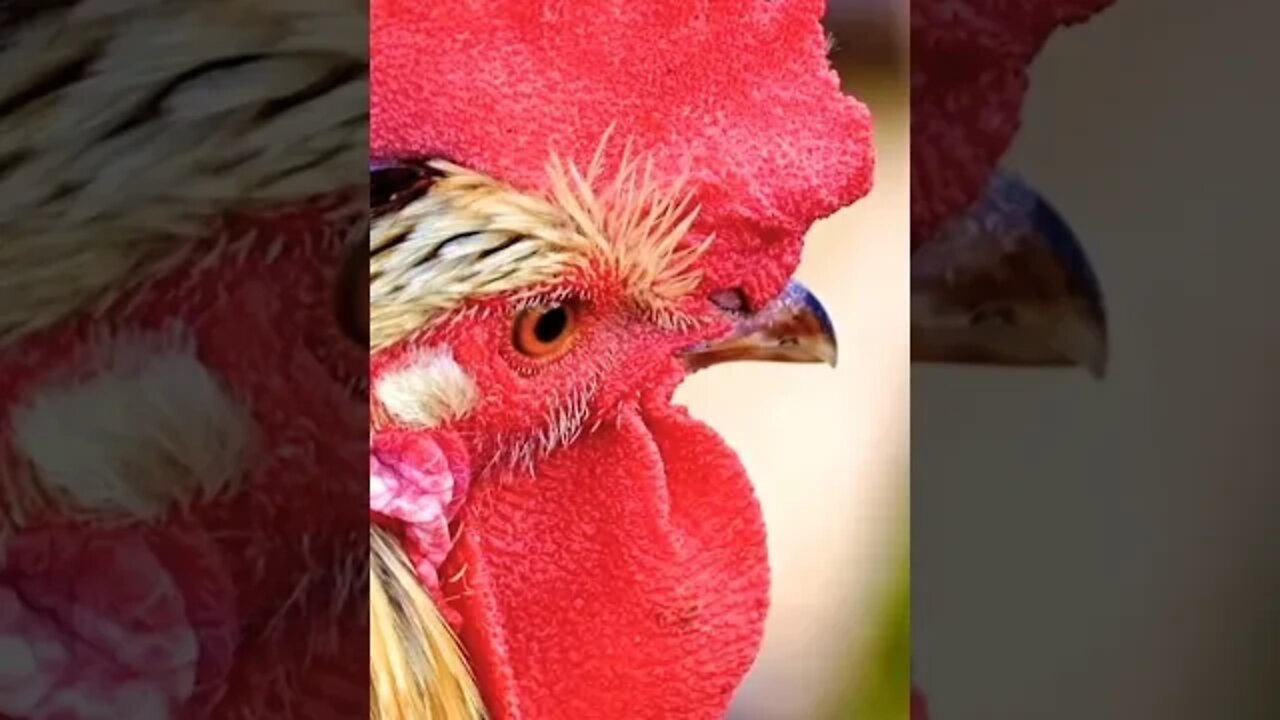 #amazing#roaster#nature#beautiful#animals#anima#animallover