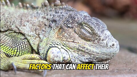 Amazing Iguana Fact | Lifespan #iguana #reptile #iguanalovers #iguanapets #iguanalove #iguana