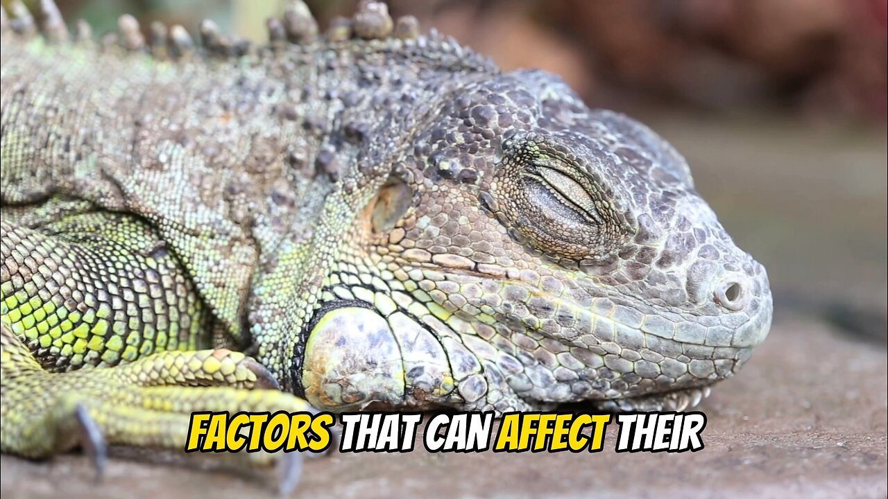 Amazing Iguana Fact | Lifespan #iguana #reptile #iguanalovers #iguanapets #iguanalove #iguana