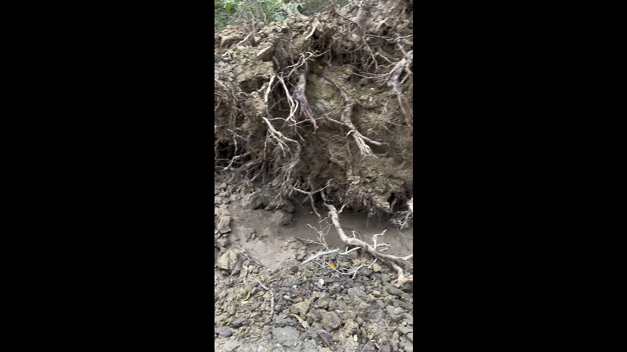 Uprooted Tree Took Out Trail