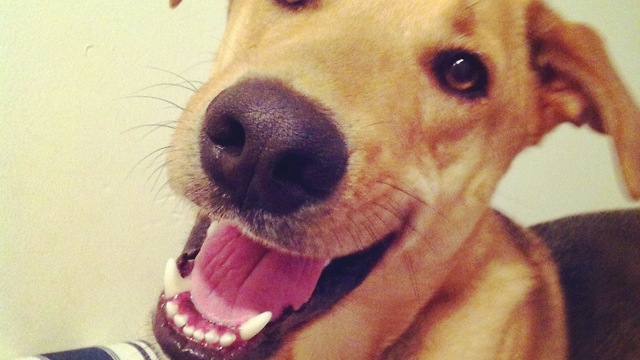 This Dog Proves He's Man's Best Friend By Fetching Beer From The Fridge