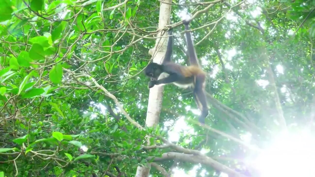 Monkey's Swinging In Trees Tracking Shot