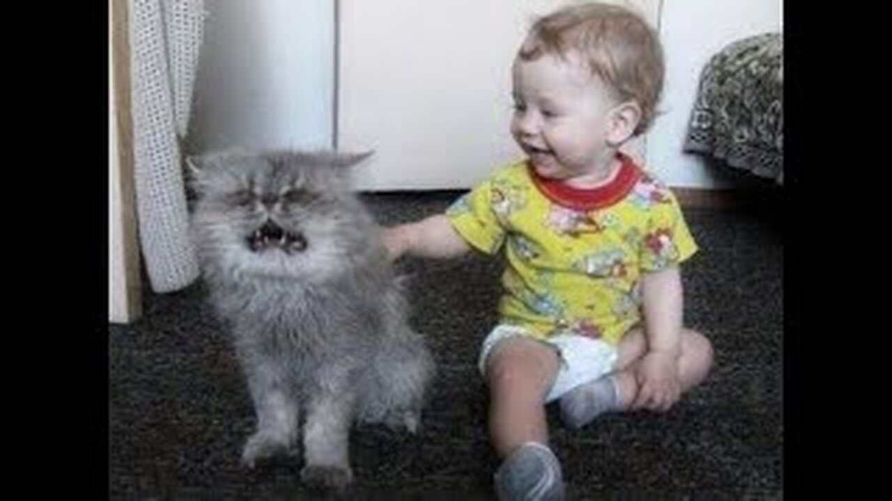 😺 Don't yell! I am kind! 🐈 Videos of funny cats and kittens for a good mood! 😻