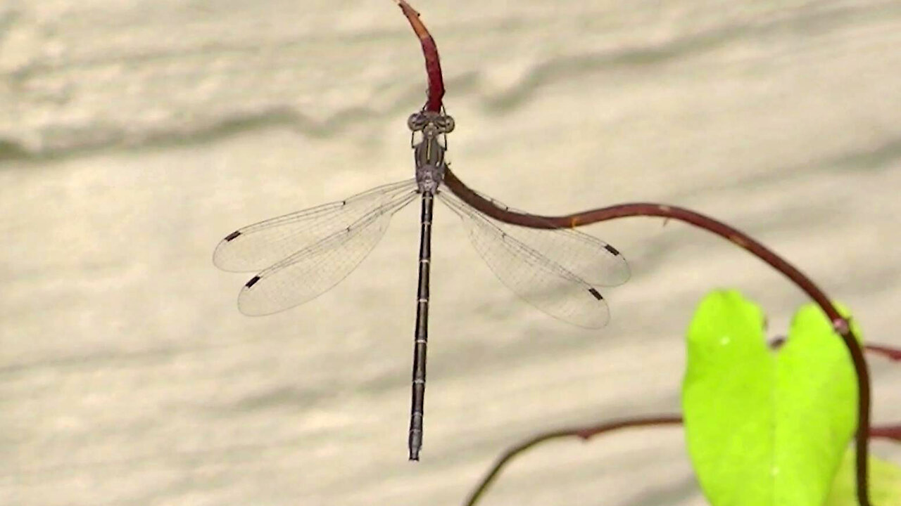 IECV NV #712 - 👀 Brownish Dragonfly On The Morning Glory Vine 8-21-2018