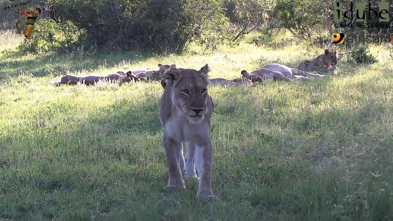 LIONS: Following The Pride 42: Relaxing Afternoon