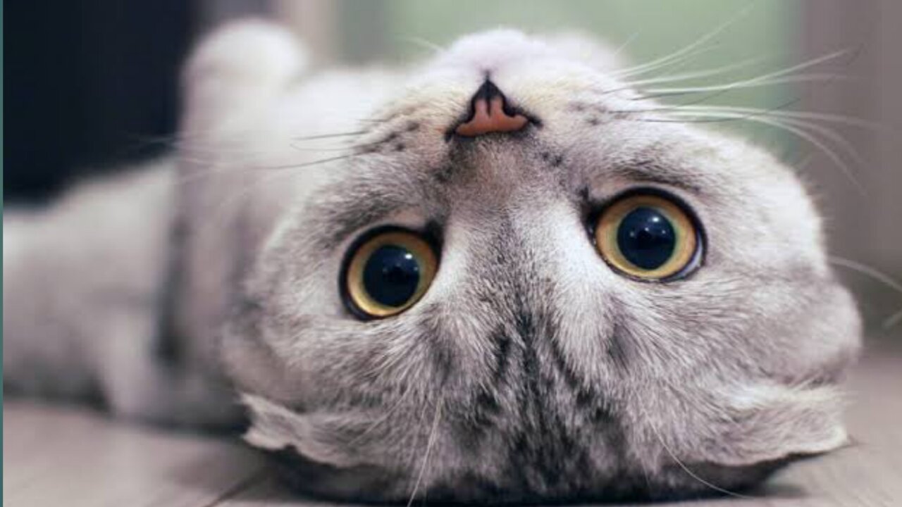 Cutest funny kittens
