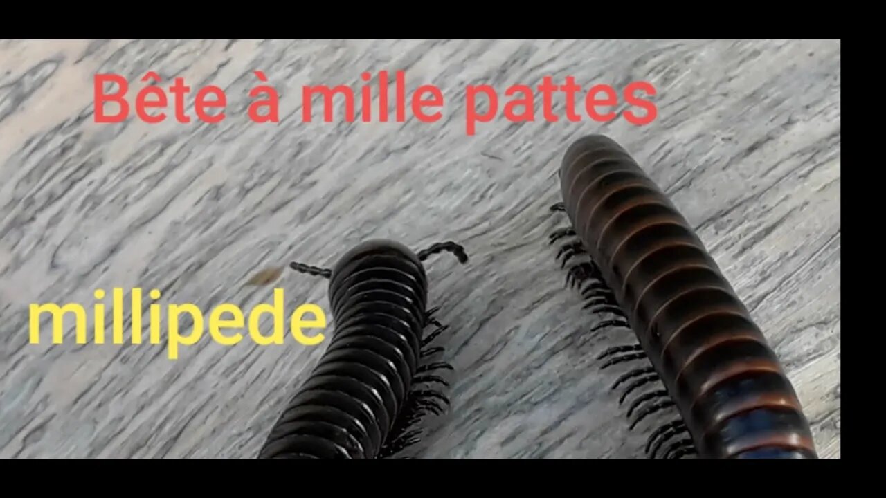 Millipede-Bête à mille pattes (DIPLOPODIA)