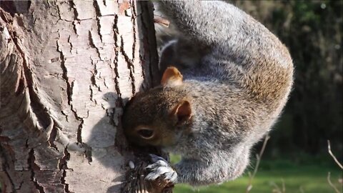 CUTE,FUNNY SQUIRREL ( for pet lovers)