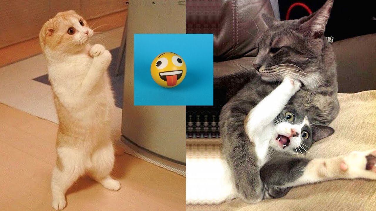 Funniest Cats and Dogs Compilation | Best Funniest Video 2023