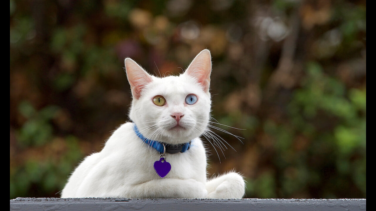 amazing cat blinking