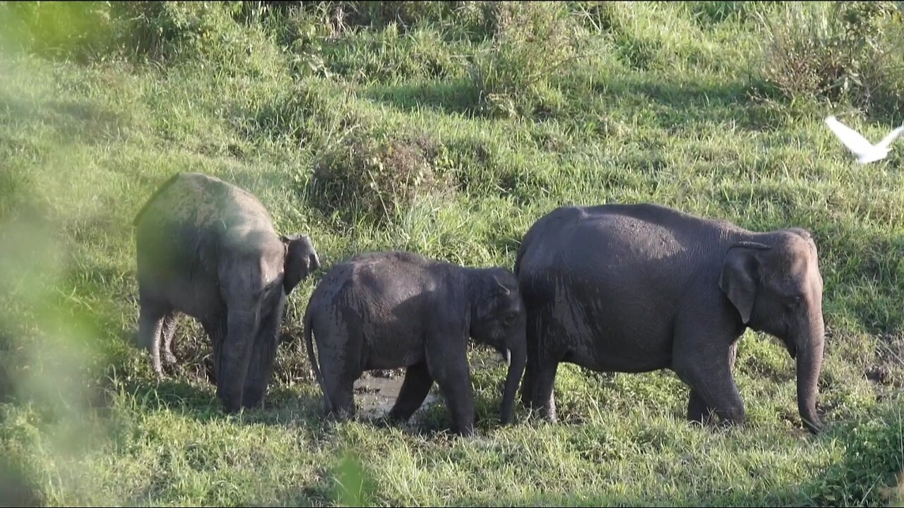 Elephants grazing time