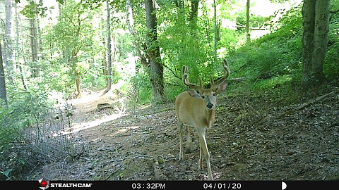 2023 Big buck, bobcat, and coyote