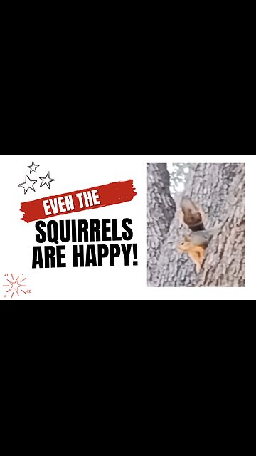 Happy Squirrel 😀