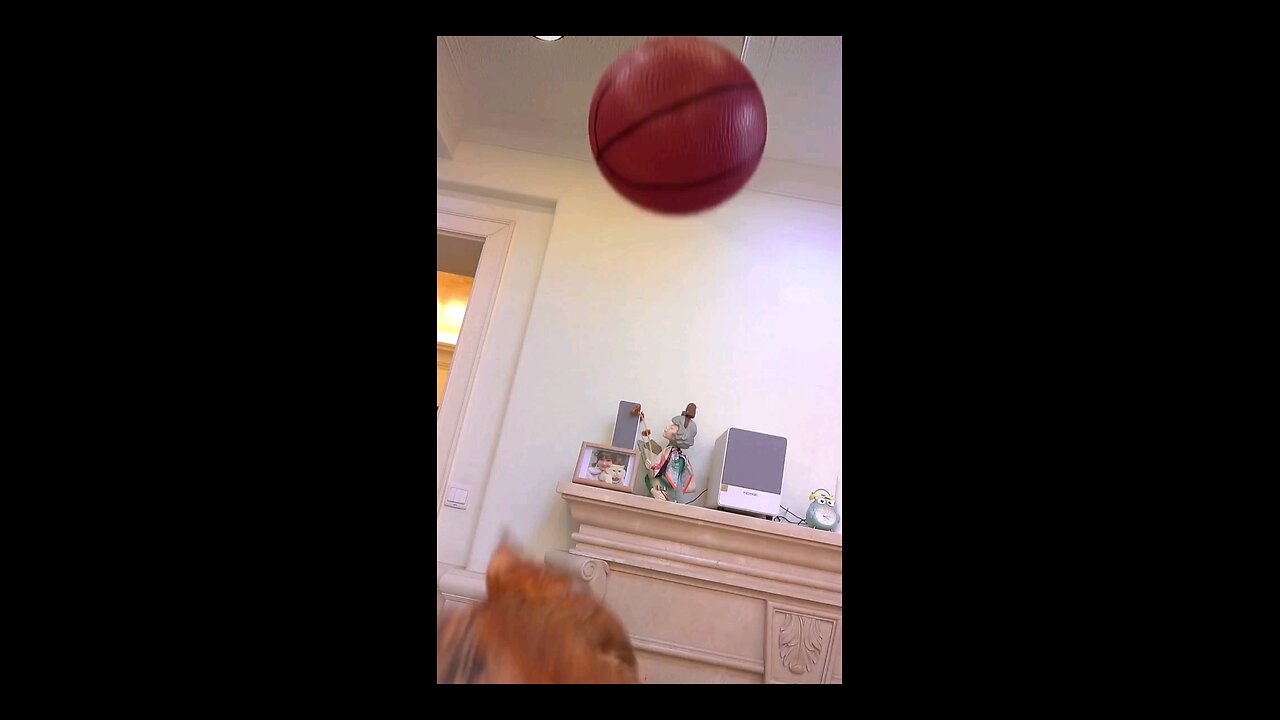 Adorable Cat Goes Crazy Playing with Ball