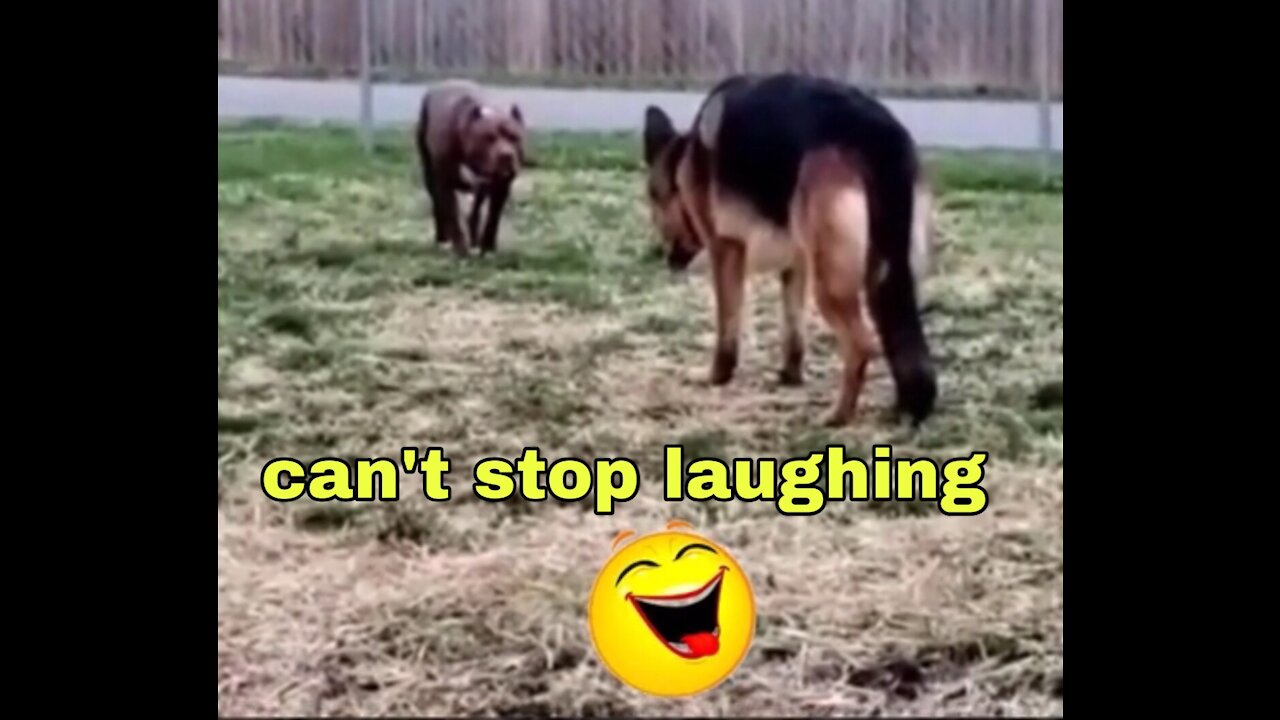 Funny Animals Video. 2021 best funny and cute animals