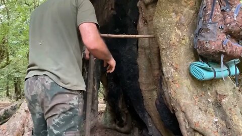 Build a warm shelter with a fireplace inside a 5,000 year old tree.12