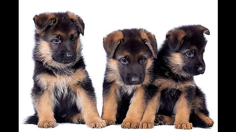 German shepherd puppy - Playing with mom