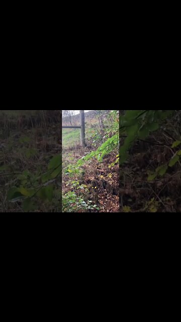 Will you be buying Prince Harry’s controversial memoir will be called Spare?