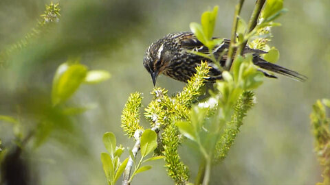 Red-winged Blackbird