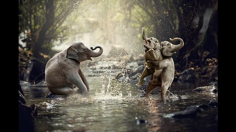 NOUGHTIEST ELEPHANTS PLAYING AND ENJOYING