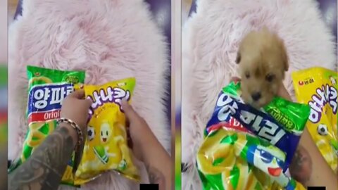 dog came out of the bag of chips dog funny reaction videos