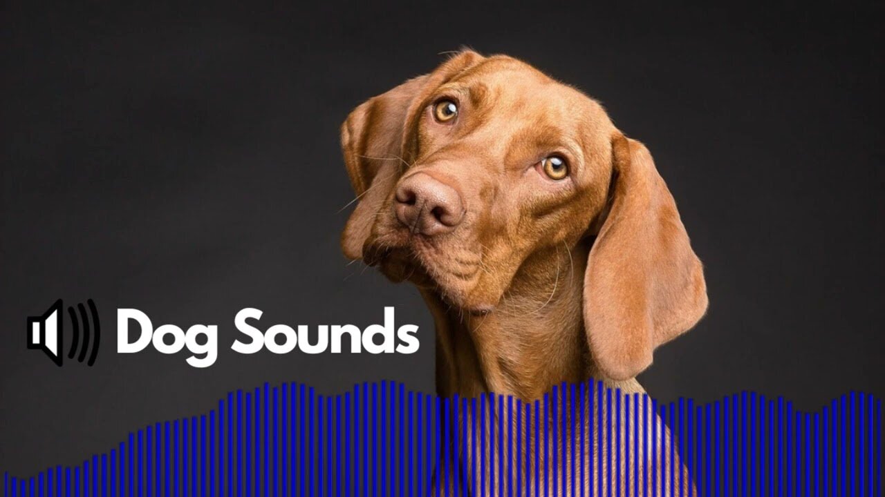 Top 10 dog sound