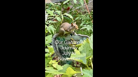 How Much Did Our Little Vegetable Garden Grow? Our Garden’s Journey from July to November