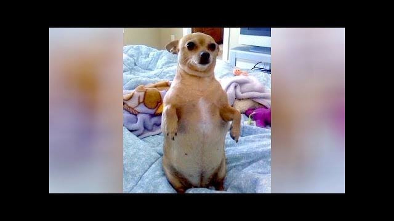 Funniest Animals 2023 | Funniest Cats and Dogs 😺🐶 | Funny Animal Videos