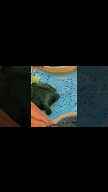 Never Put Coins in a Wishing Well! #coins