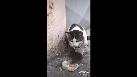 Cat and mouse