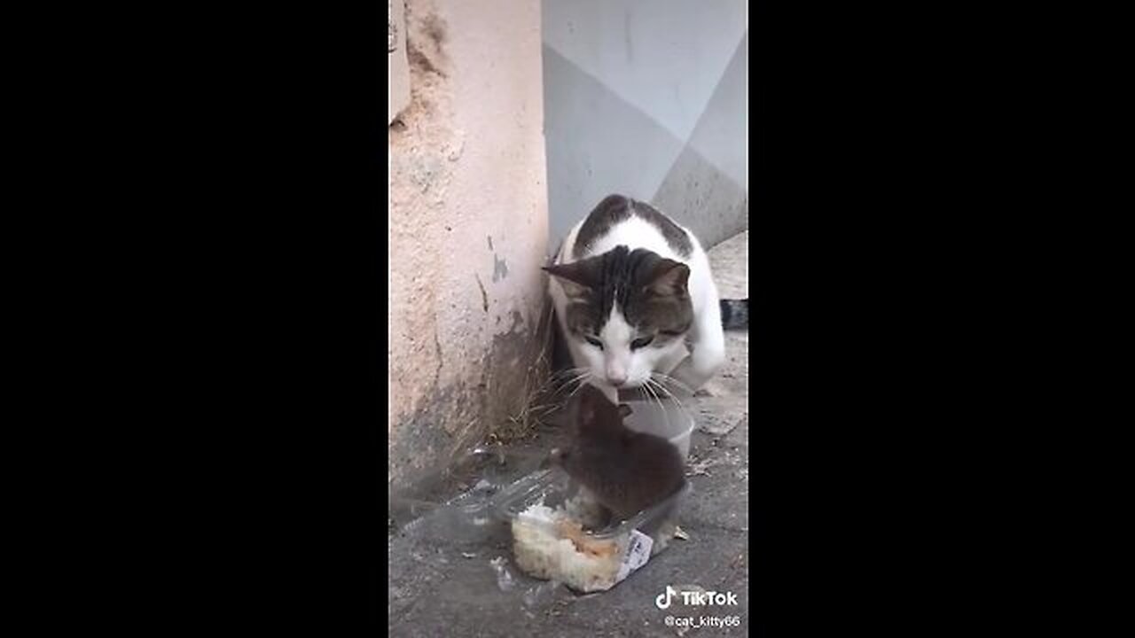 Cat and mouse