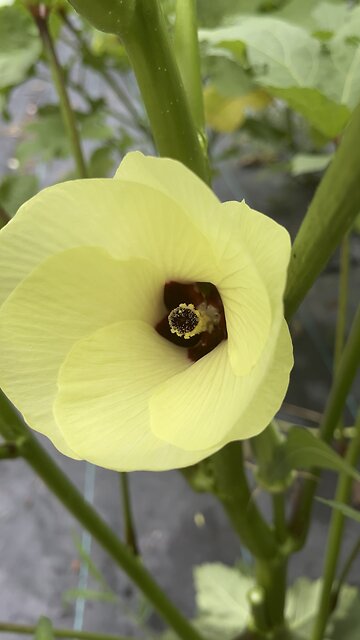 Okra is The Best 🌱Chamberlin Family Farms #gardening #okra #flowers #farming