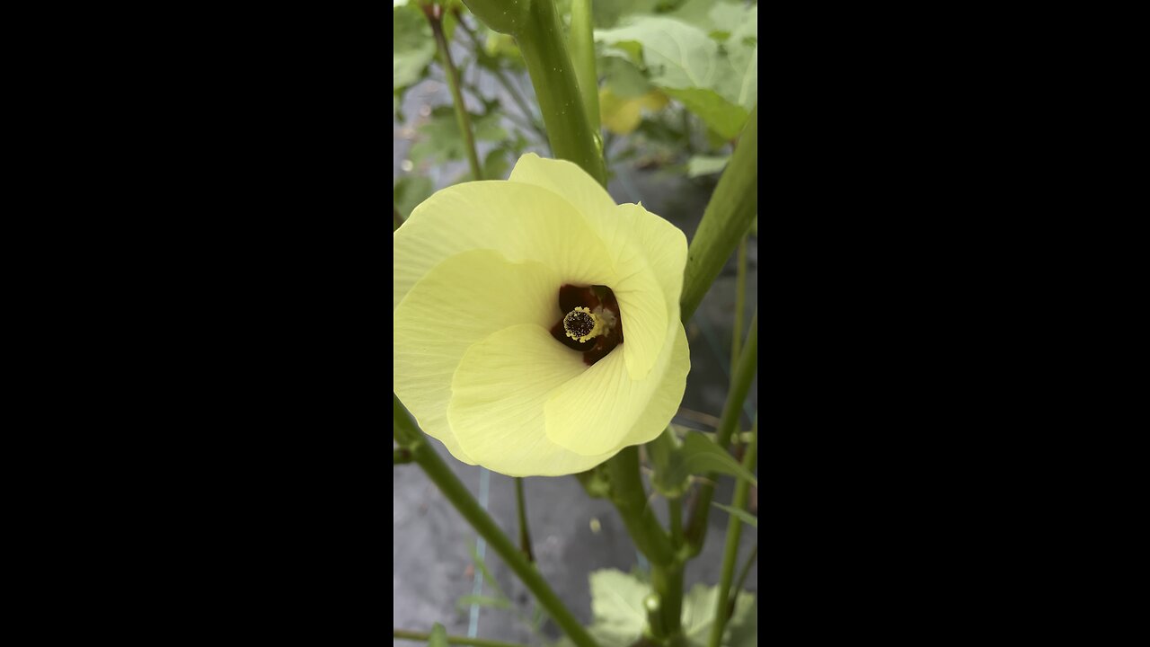 Okra is The Best 🌱Chamberlin Family Farms #gardening #okra #flowers #farming