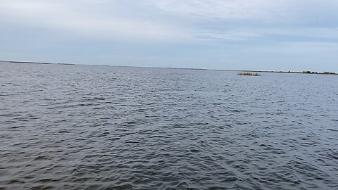 Dolphins swimming