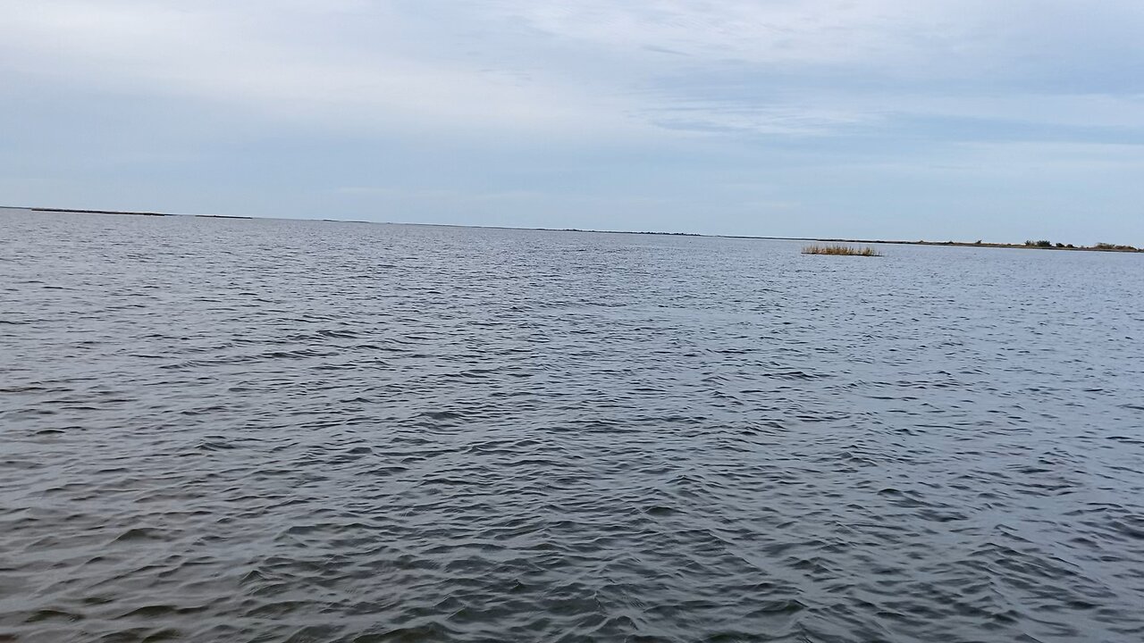 Dolphins swimming