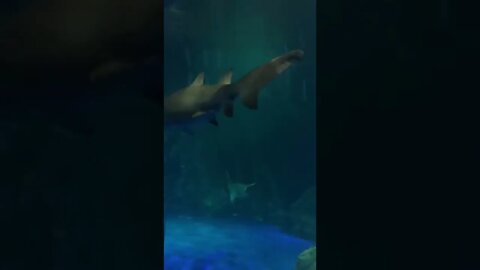 Spring Break at the Georgia Aquarium!