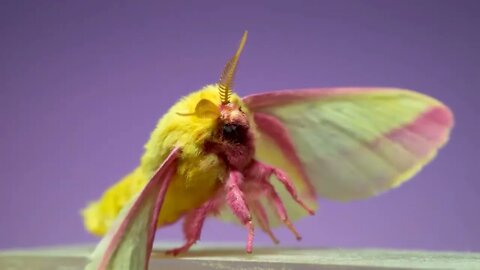 Most beautiful Moth