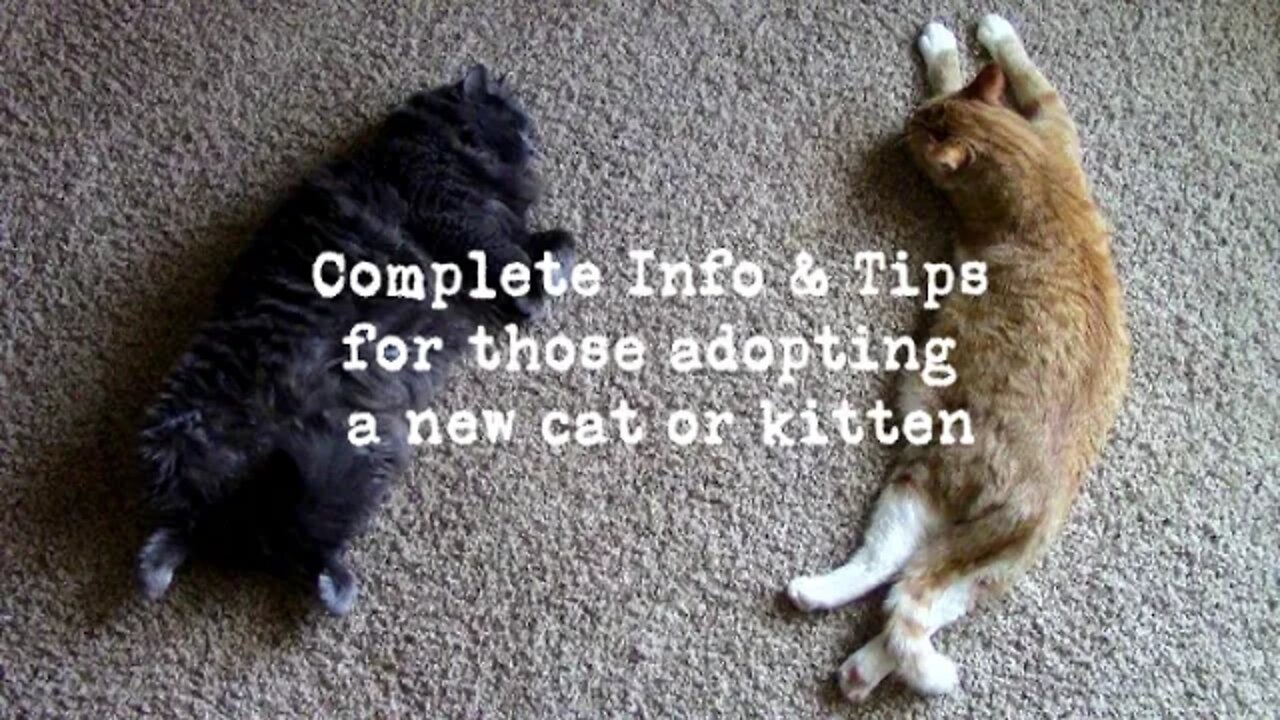 Complete Info & Tips for adopting a cat or kitten