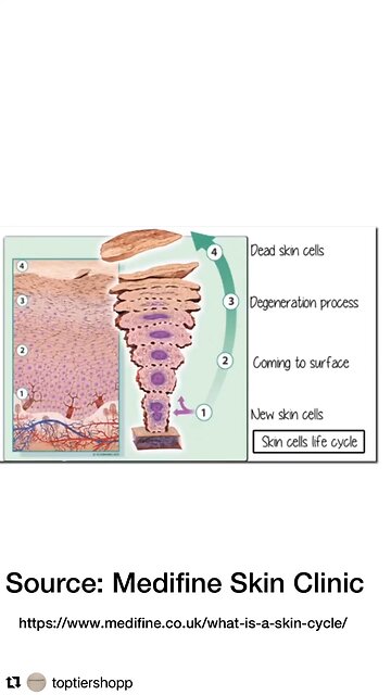 Everyone has a skin cycle