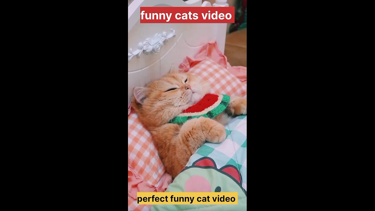 funny 😂🤣 cats video