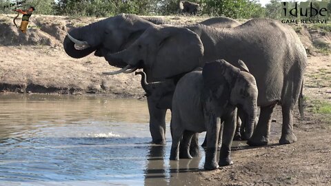 Elephants DrinkIng