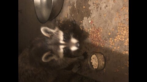 Wild raccoons step into my home!