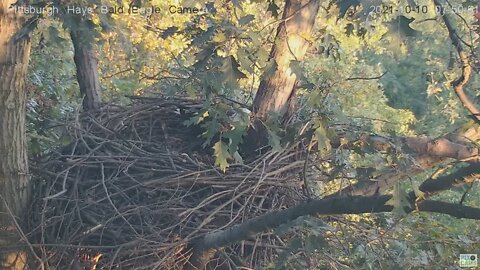 Hays Eagles Mom practice run, sitting in the nest 2021 10 10 751AM